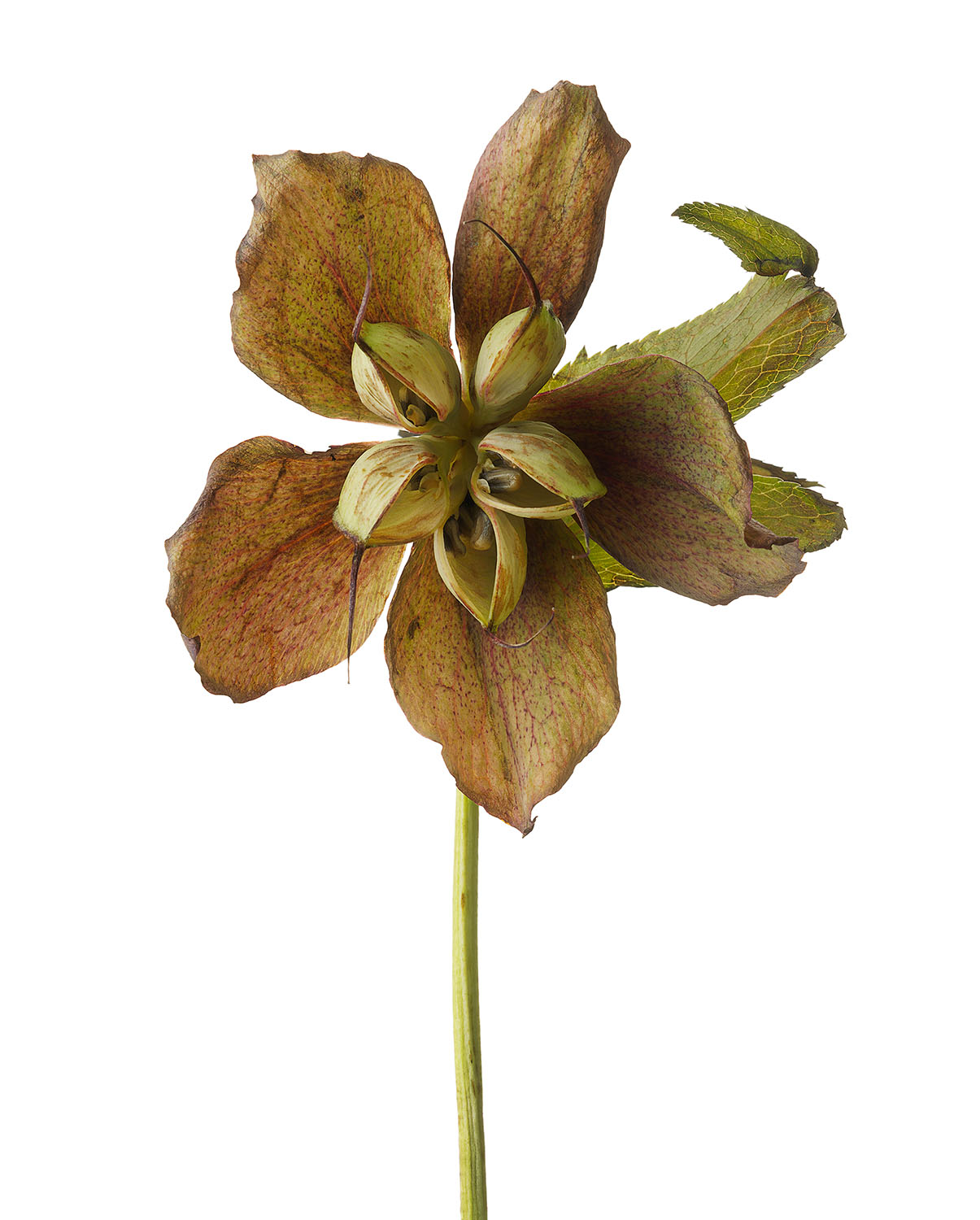 Old Hellebore #1