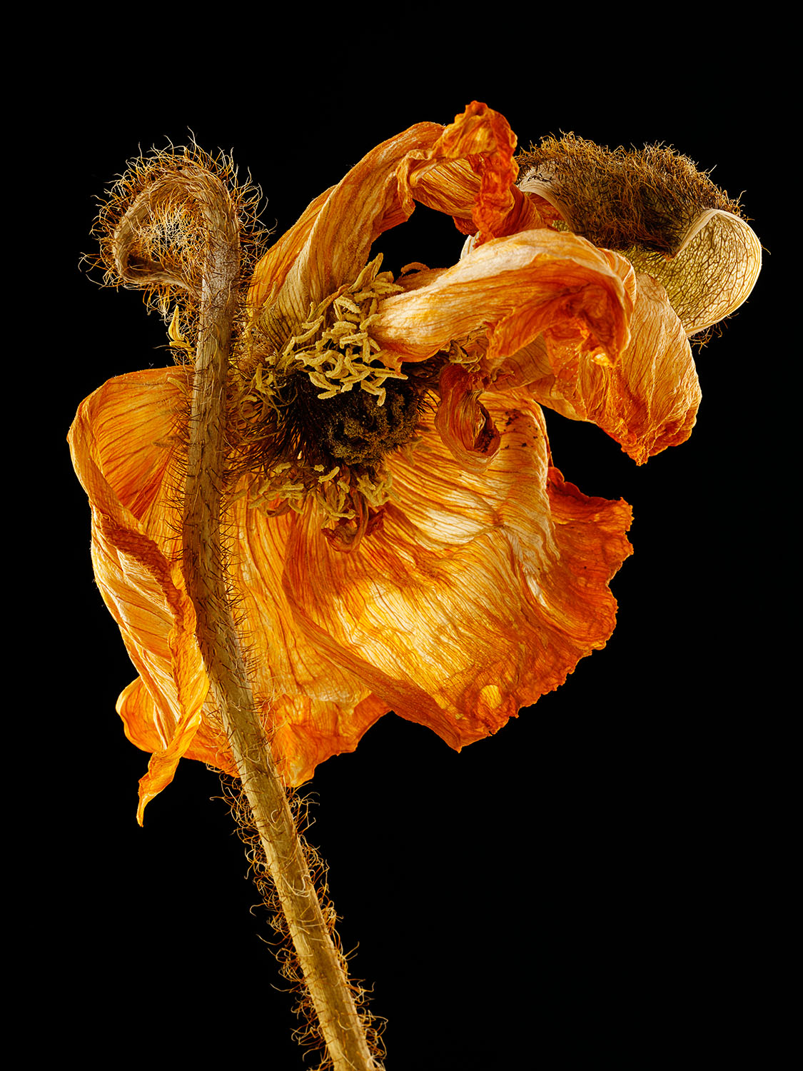 Dried Icelandic Poppy #1