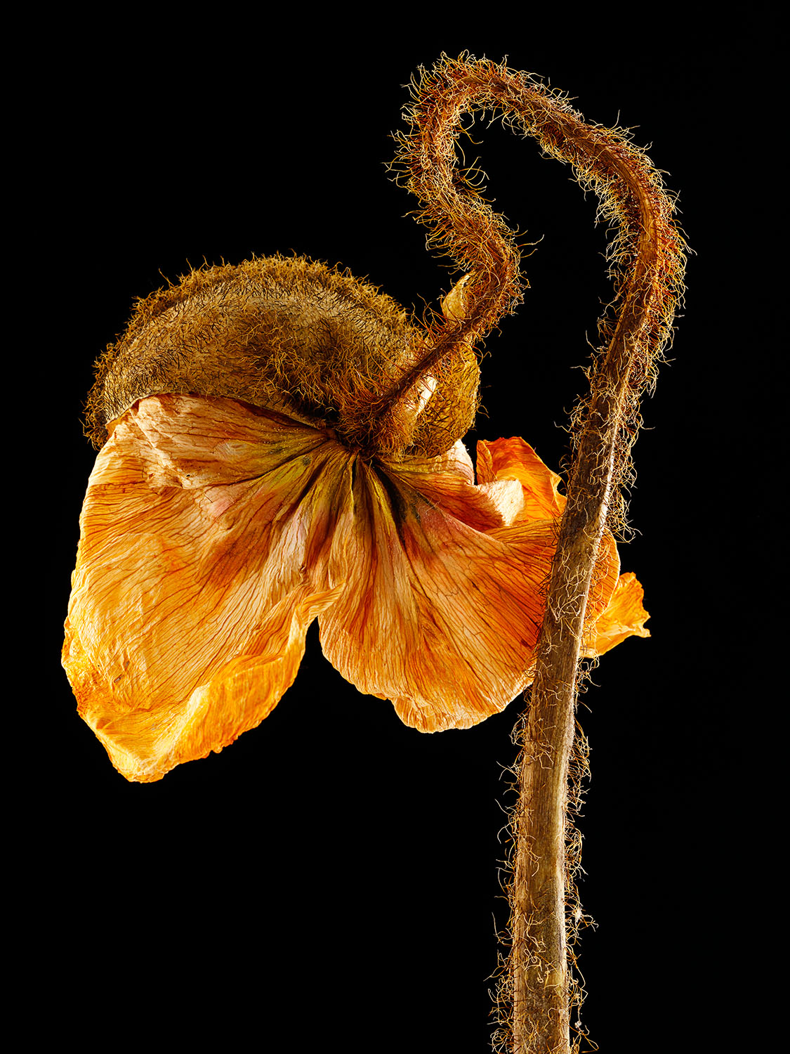 Dried Icelandic Poppy #3