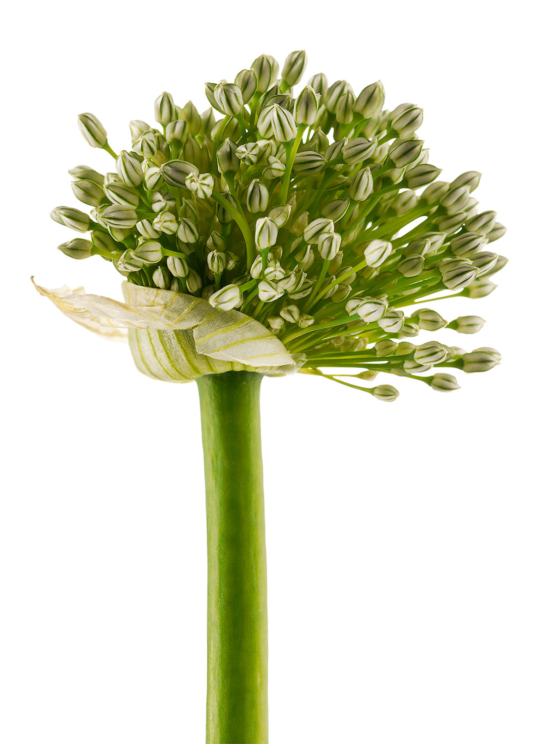 Flowering Onion Head