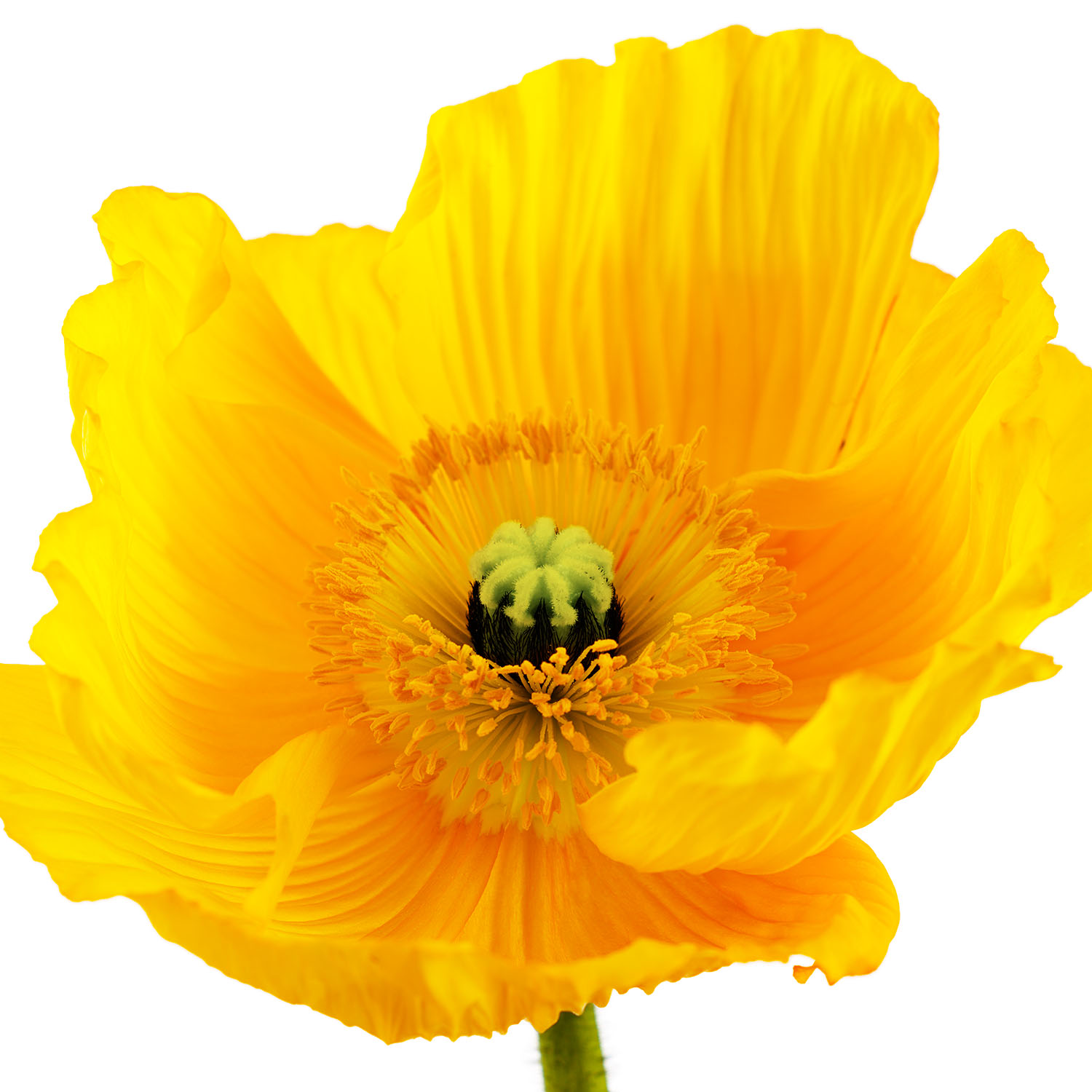 Yellow Poppy #1