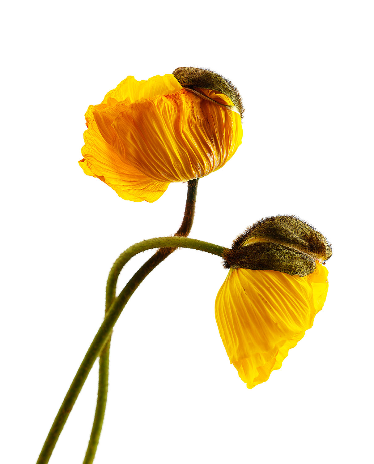 Yellow Poppy #2