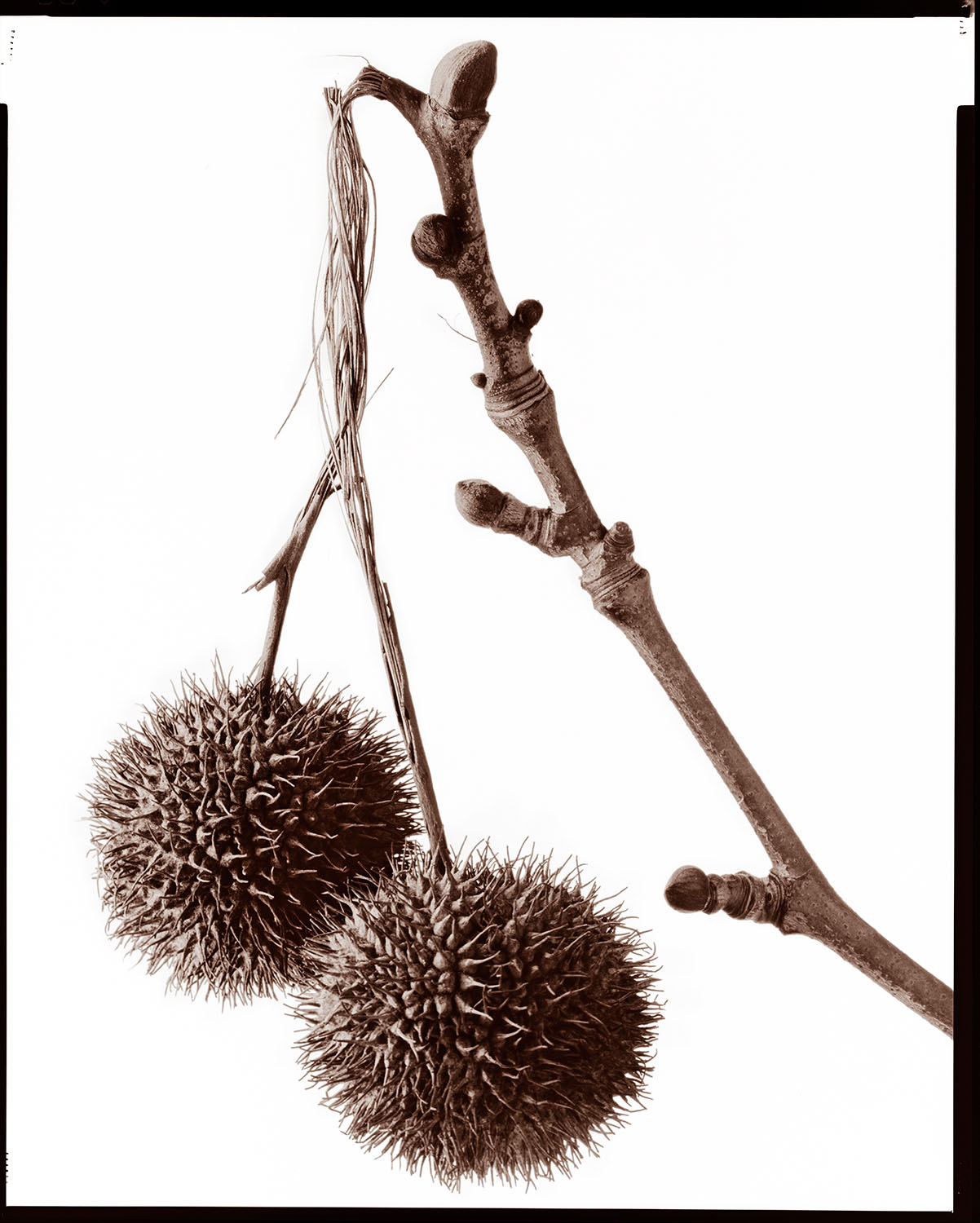 London Plane Seed Pods