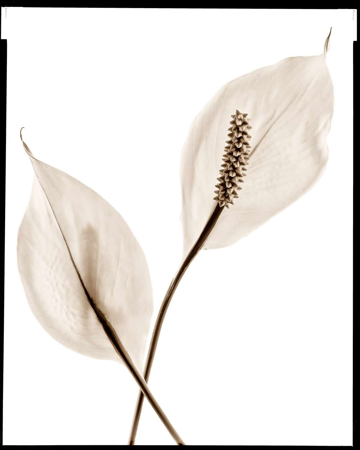 Peace Lily Pair #1