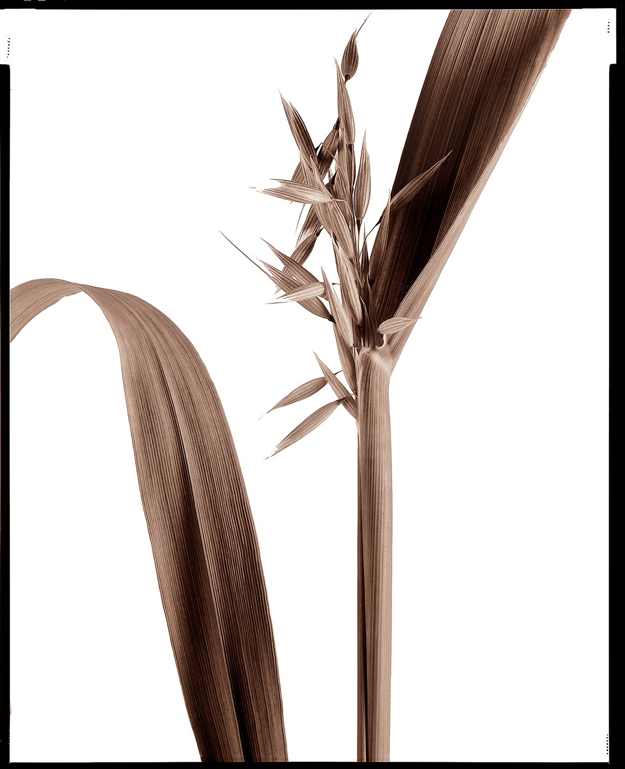 Wheat Grass #2