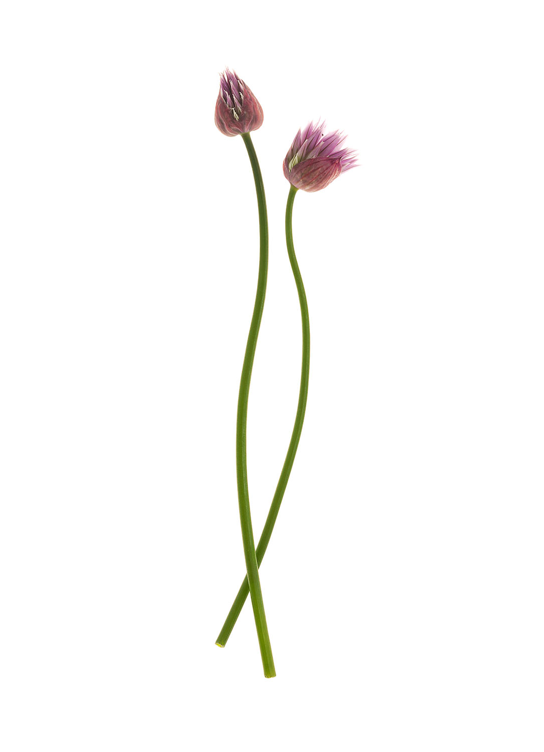 Two Chive Flowers