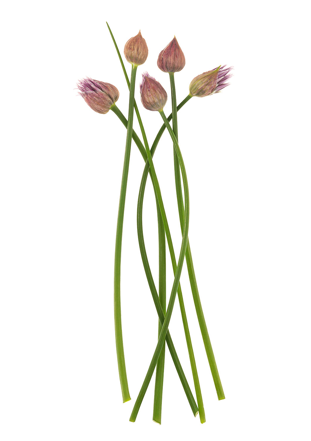Five Chive Flowers