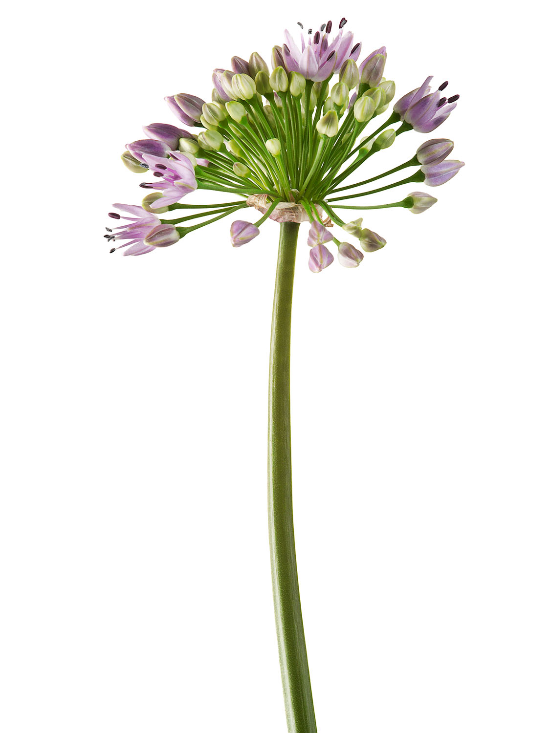 Alium_25.jpg