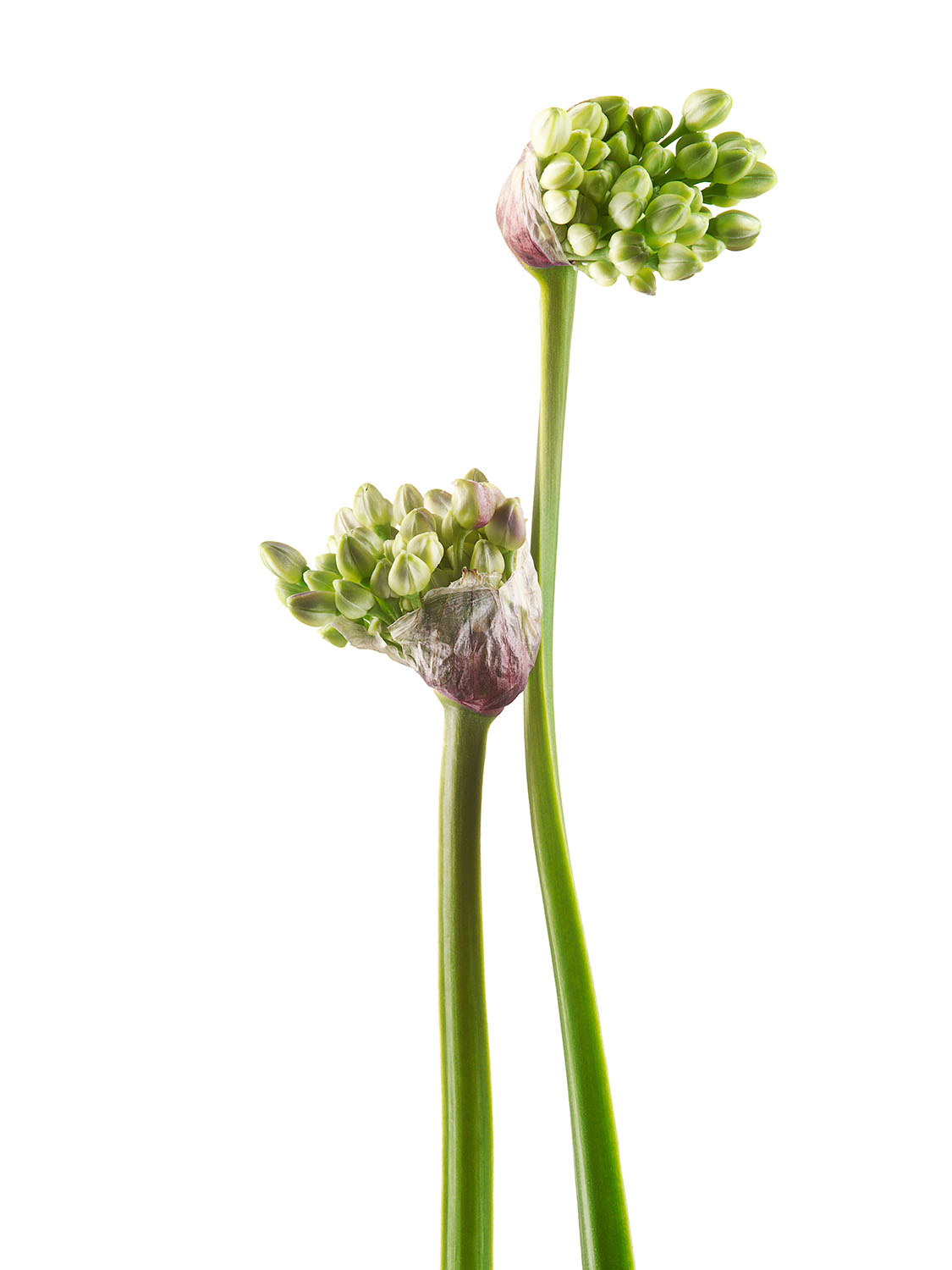 Alium_65.jpg