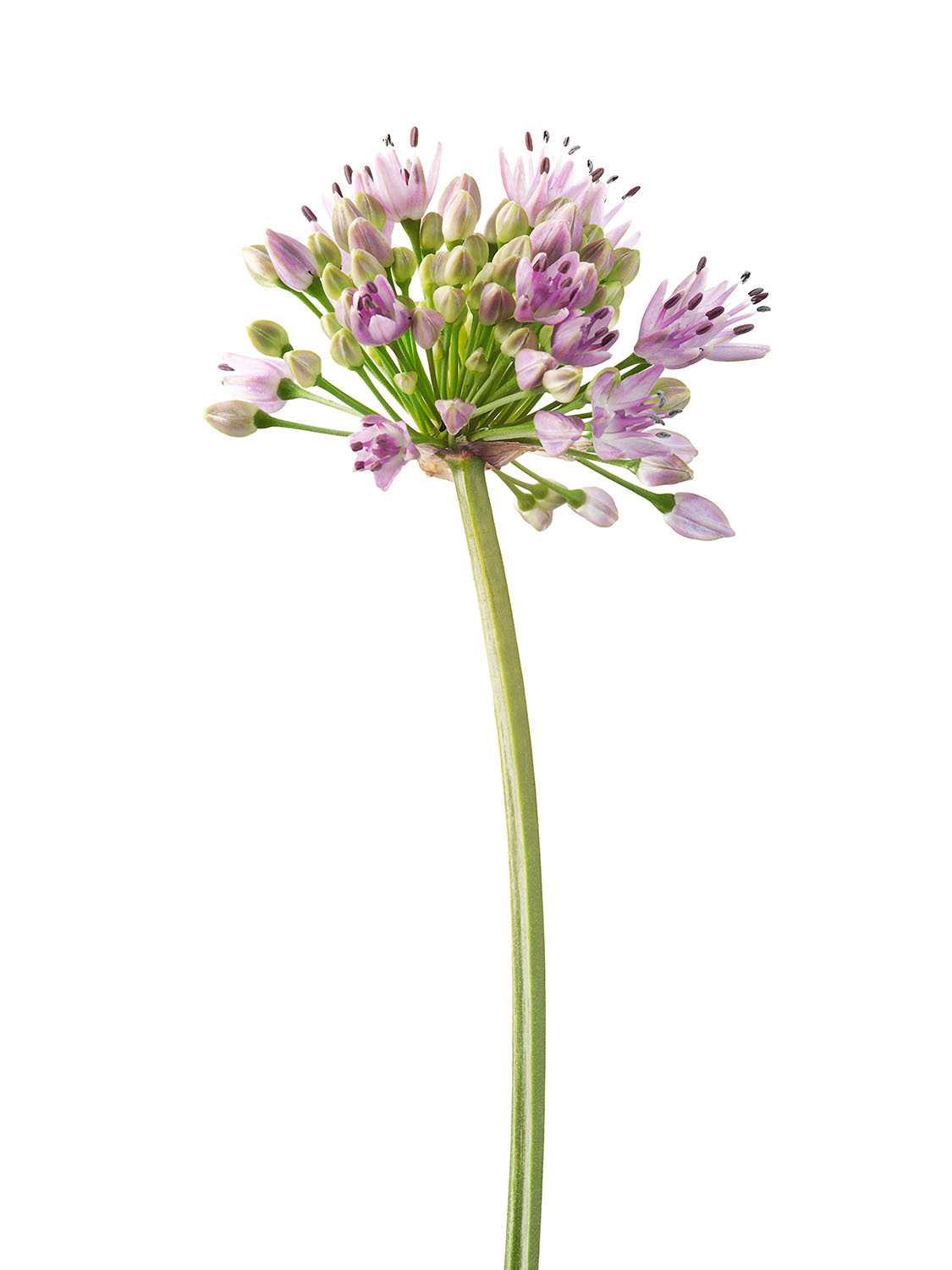 Alium_44.jpg