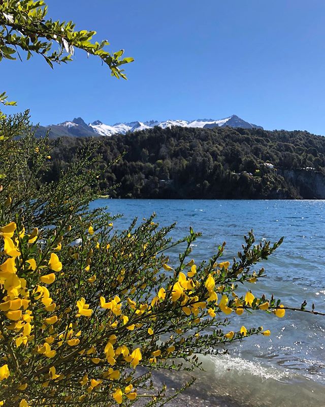 These colors, so vivid and bright 💛 #Bariloche #lakeside #Patagonia #argentina