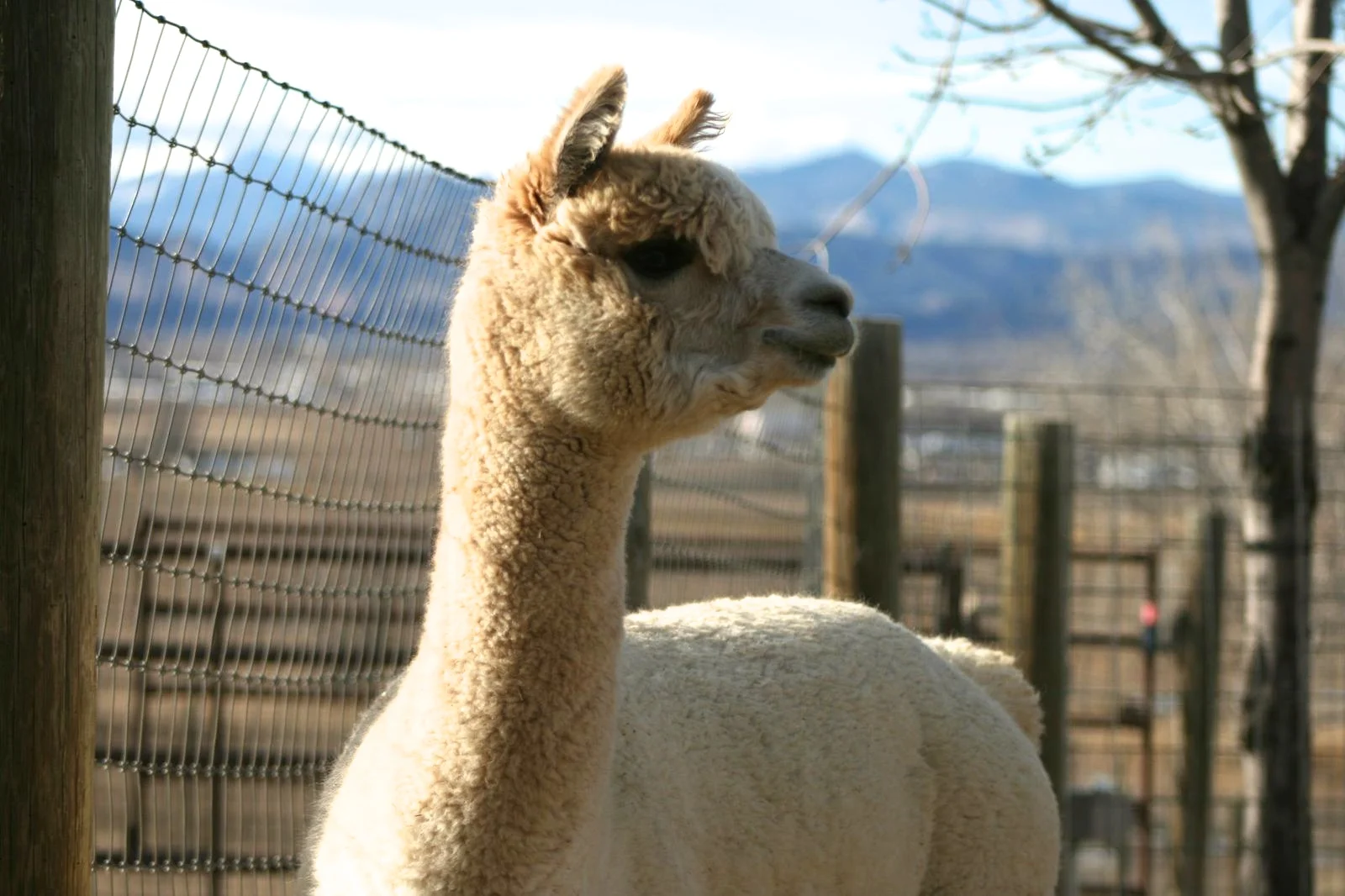 Meet Tumbelina! She is a 2 year old huyaca currently living at the beautiful StarGazer Ranch. Her fleece is a beautiful fading fawn. I am working on washing carding and spinning this year's fleece now, look for Tumbelina finished products in the shop soon!