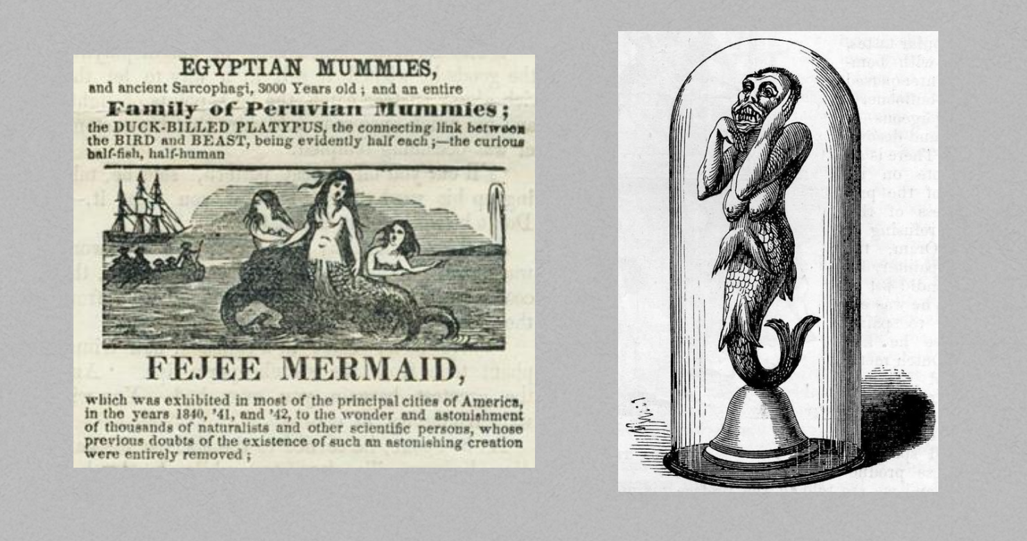 Images 1 and 2: An advertisement for (left) and photograph of (right) Barnum’s exhibition of the “Feejee Mermaid.”
