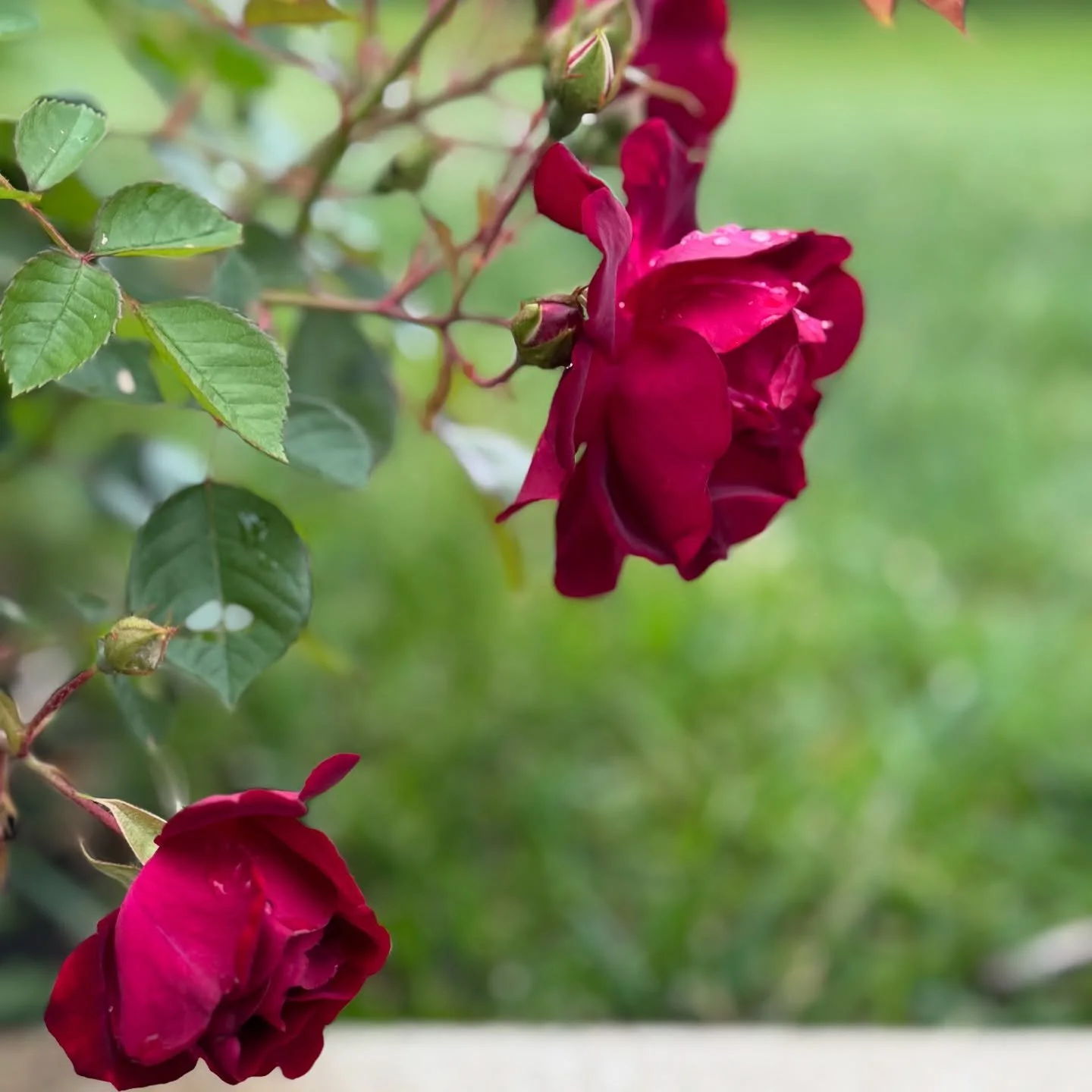 He will shield you with his wings. He will shelter you with his feathers. His faithful promises are your armor and protection. &mdash; Psalm 91:4