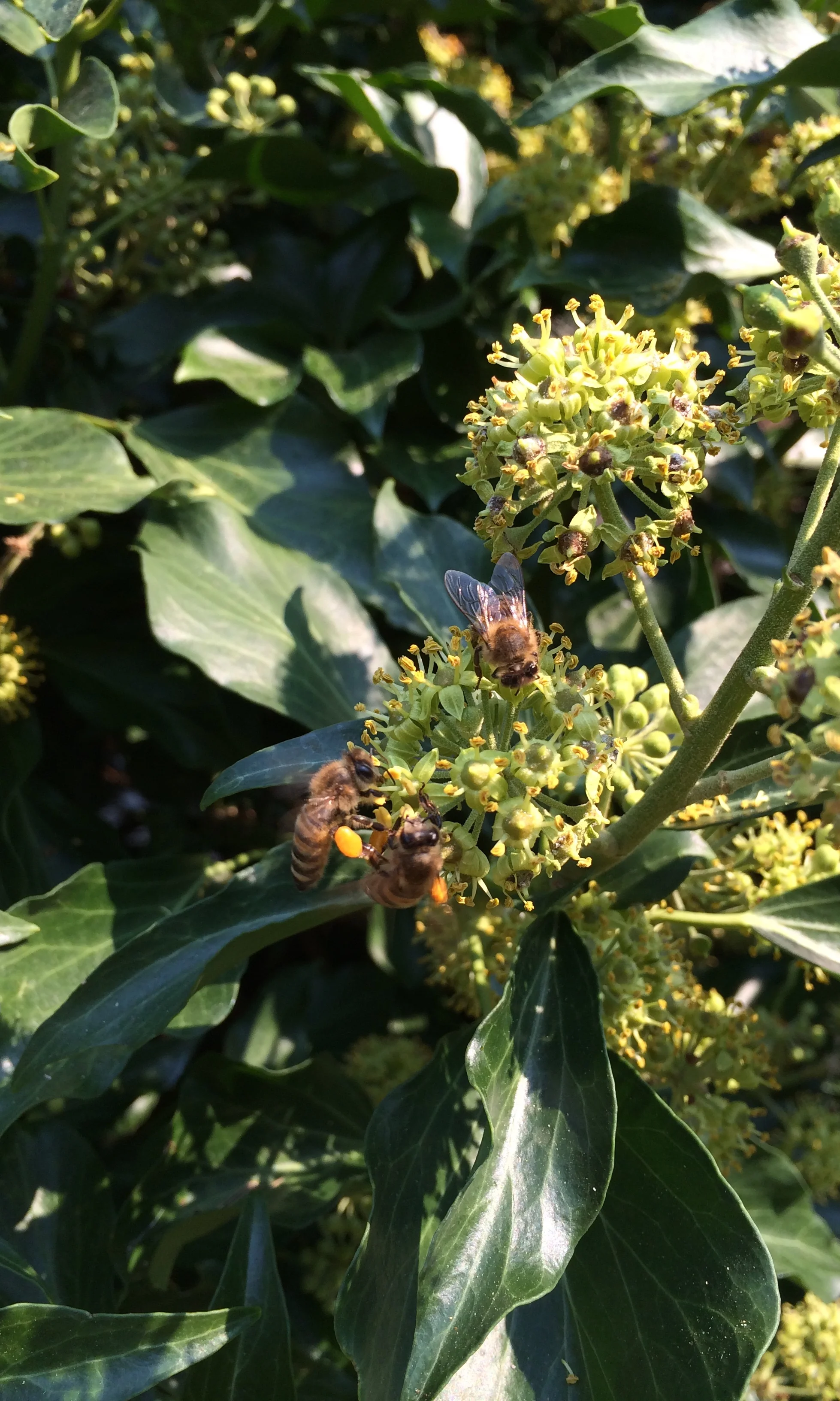 Beautiful Bees.jpg