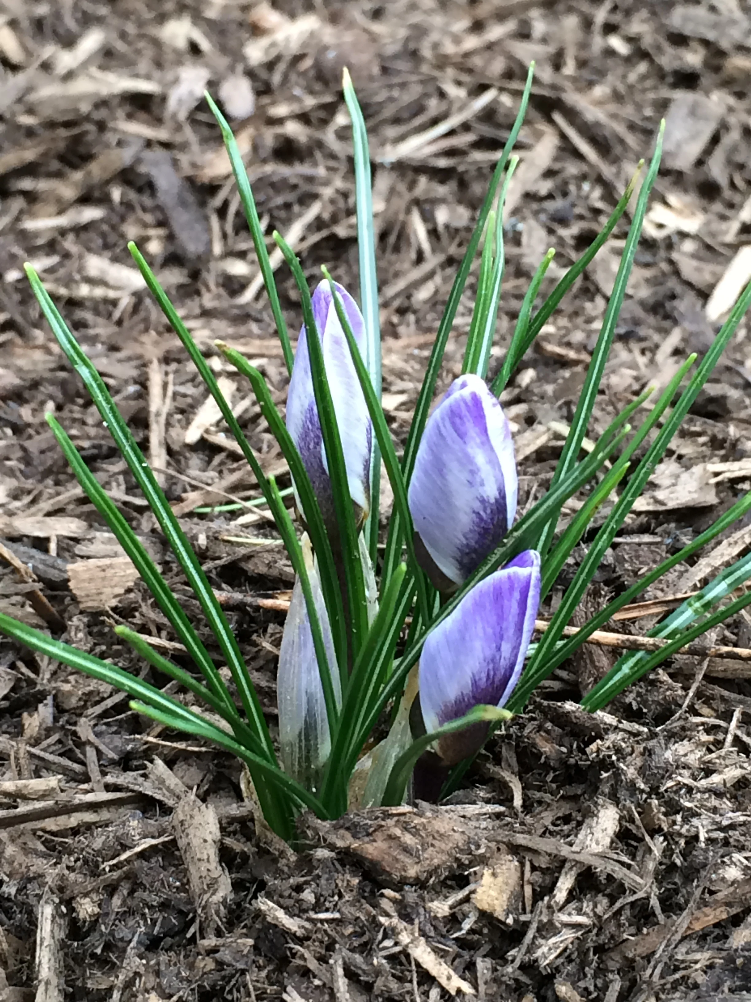 Blue Pearl Crocus