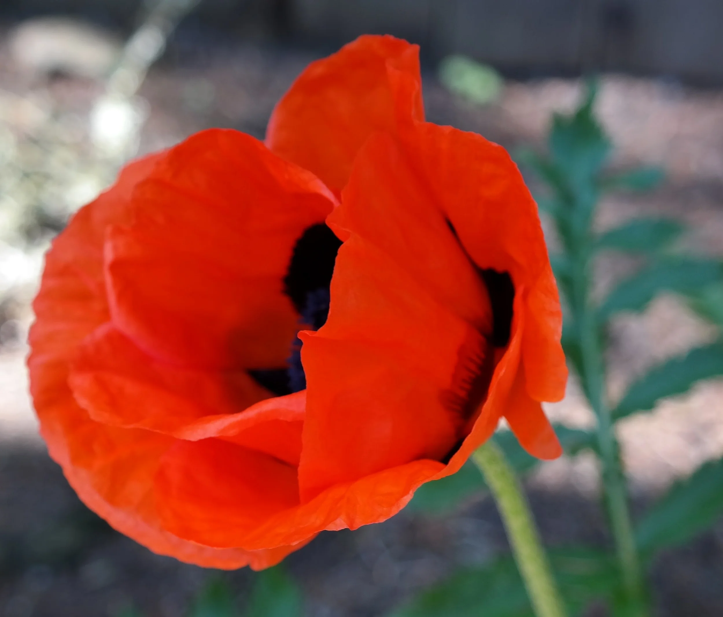 2016_OrientalPoppy_Final.jpg