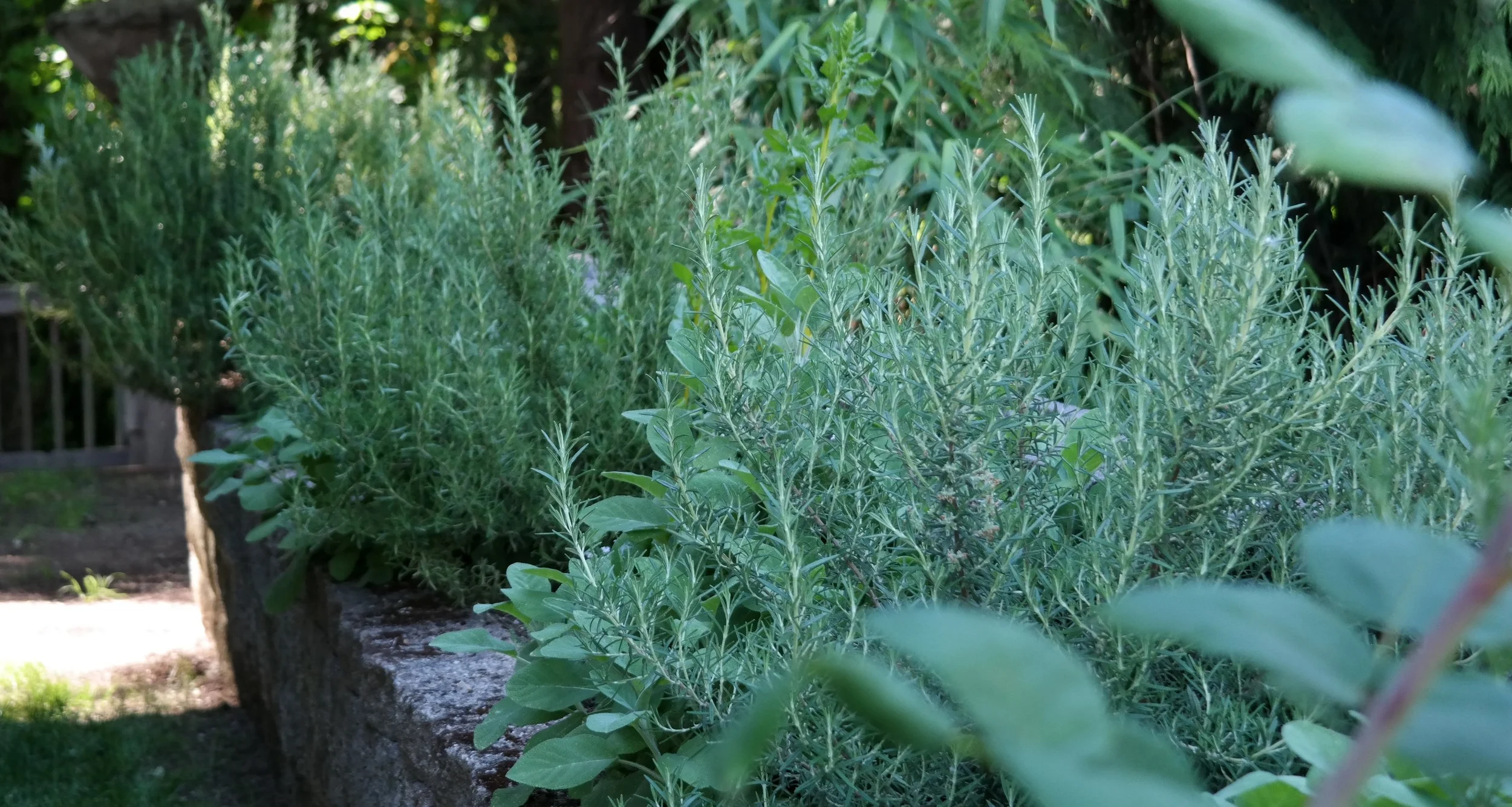 2016_HerbGarden_1_Final.jpg