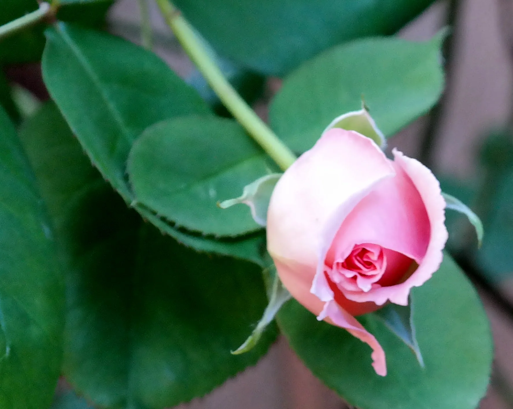 2016_PinkRoseBud_1_Final.jpg