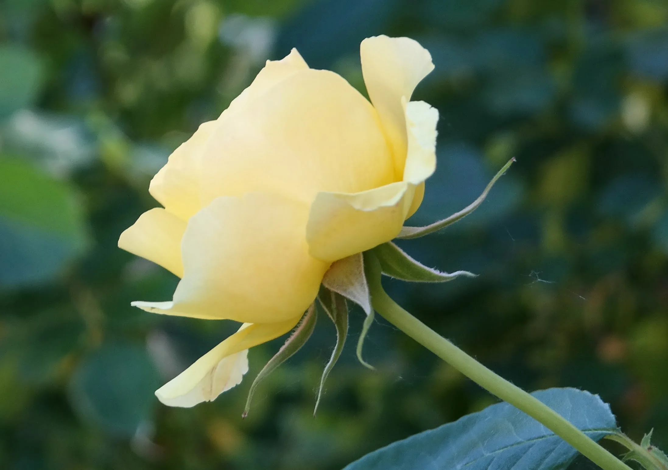 2016_YellowRose_1_Final.jpg