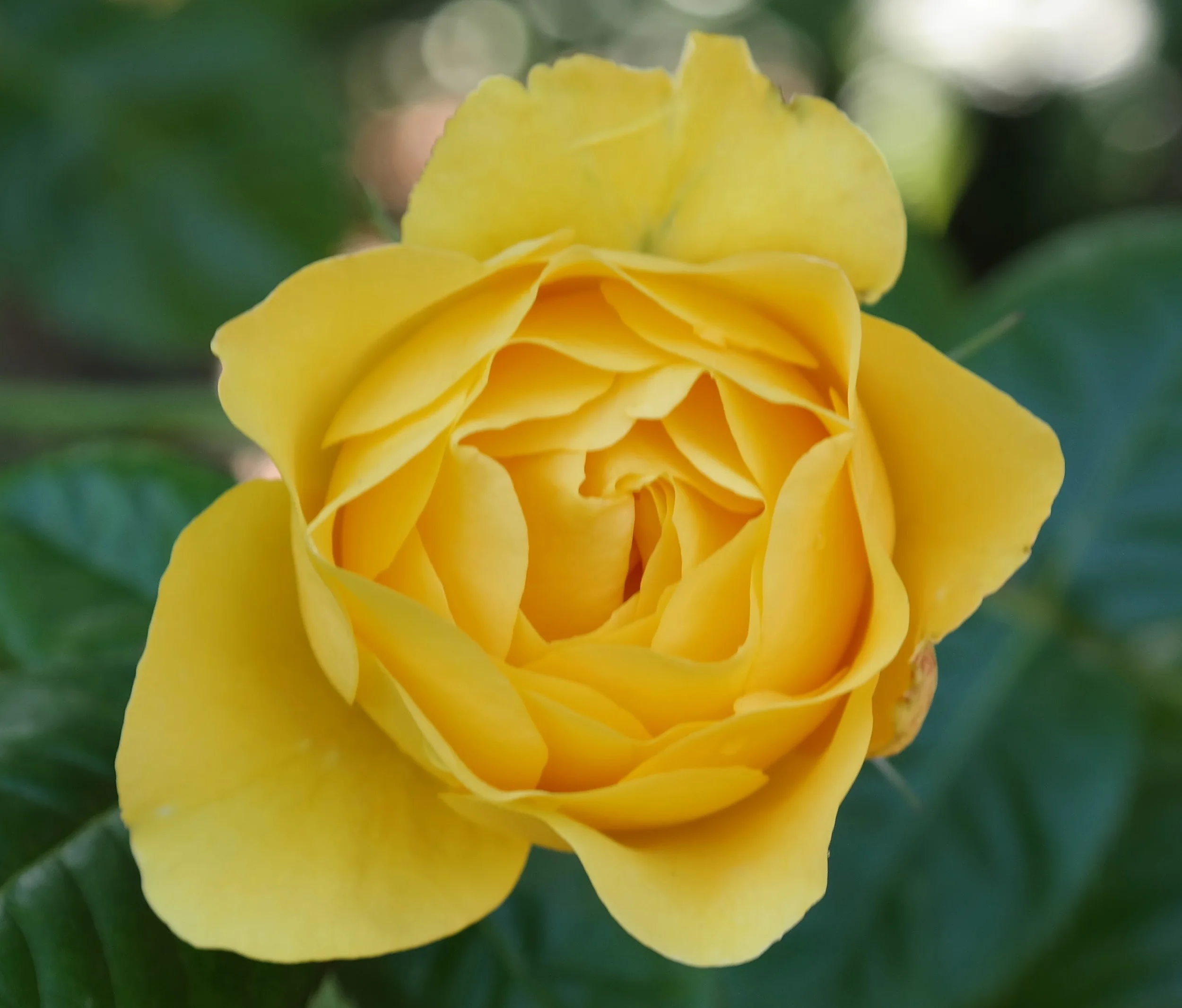2016_YellowRose_2_Final.jpg