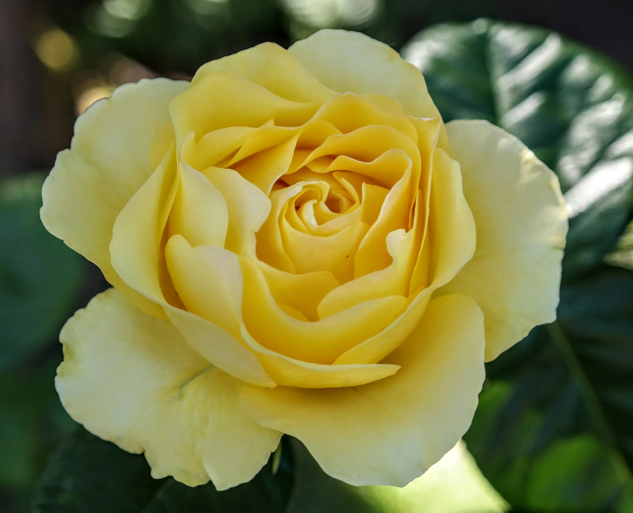 2016_YellowRose_4_Final.jpg