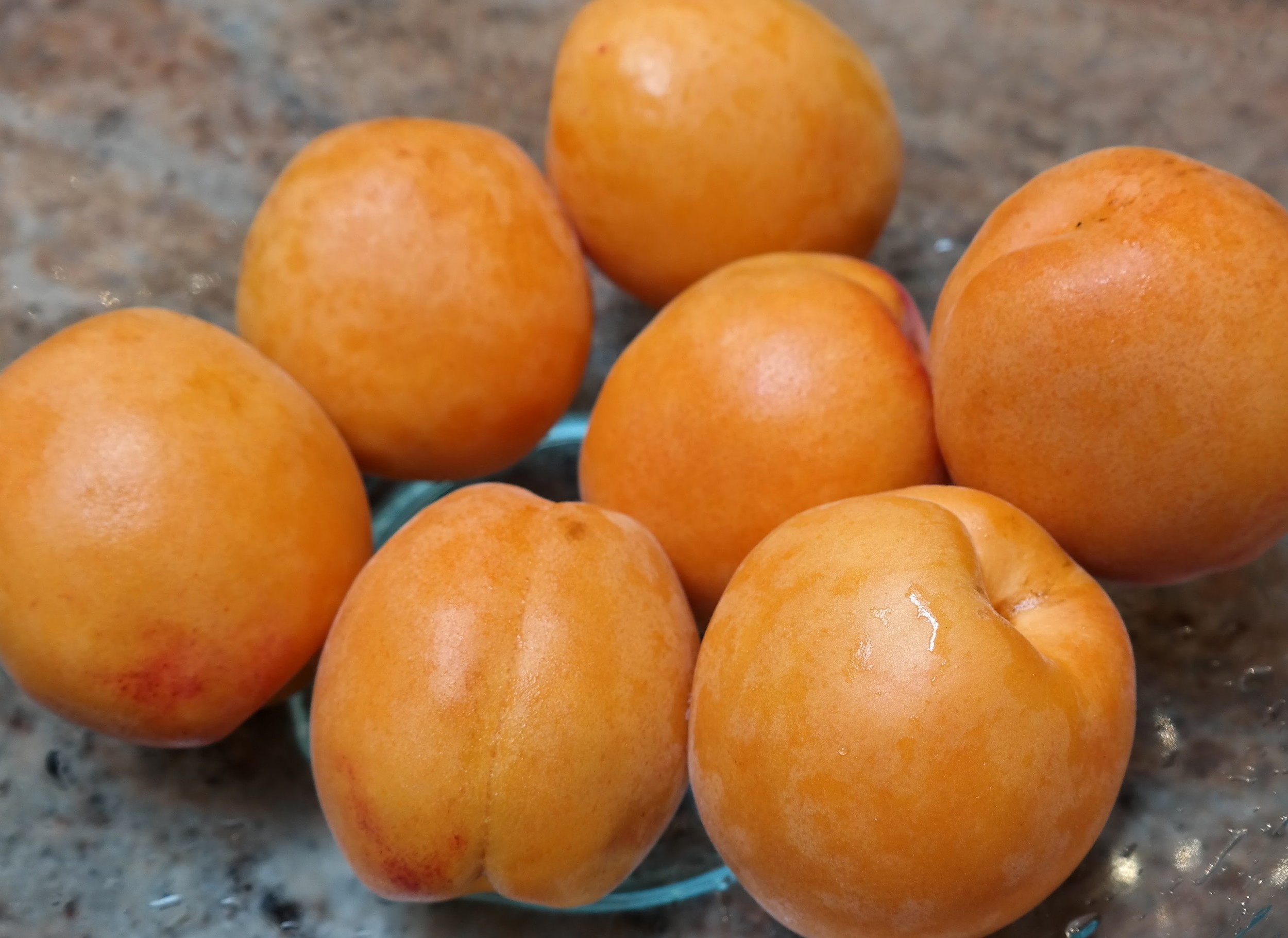 Maryhill apricots we found at NW grocers yesterday morning.