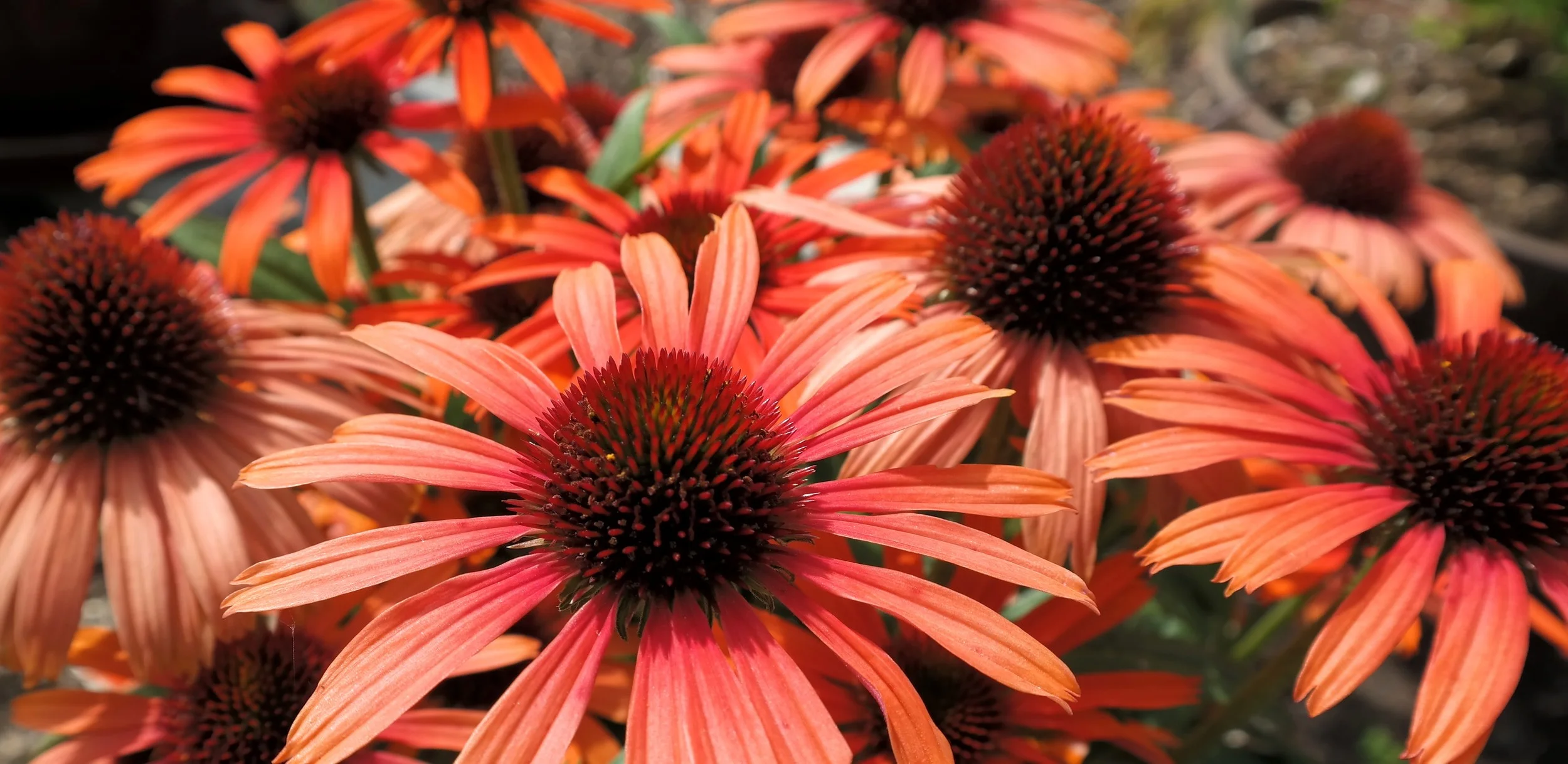 20160709_Echinacea.jpg
