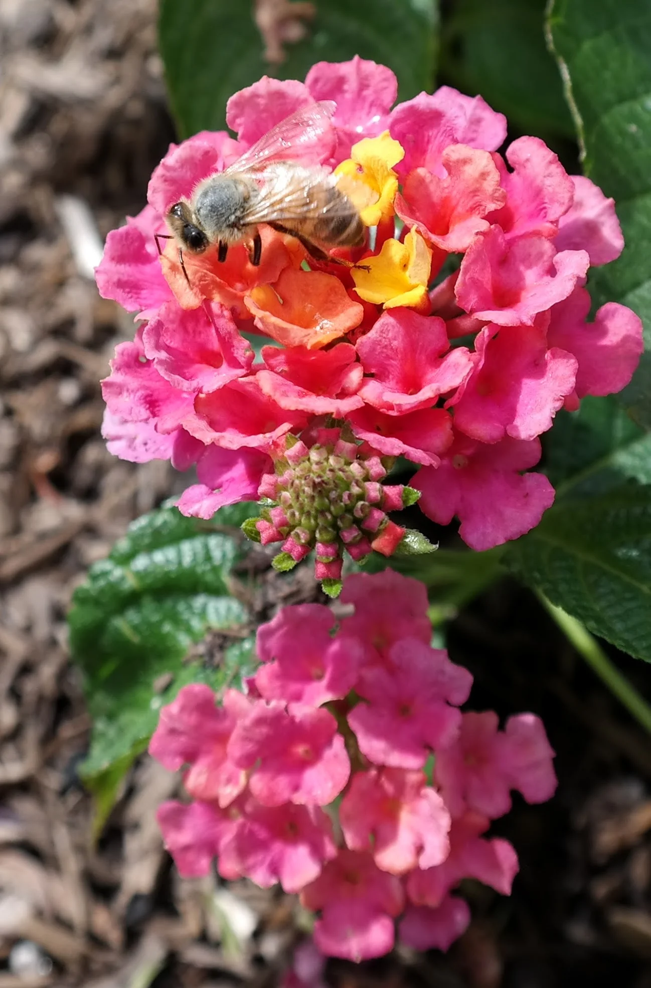 20160709_HoneyBeeLovingFlowers.jpg