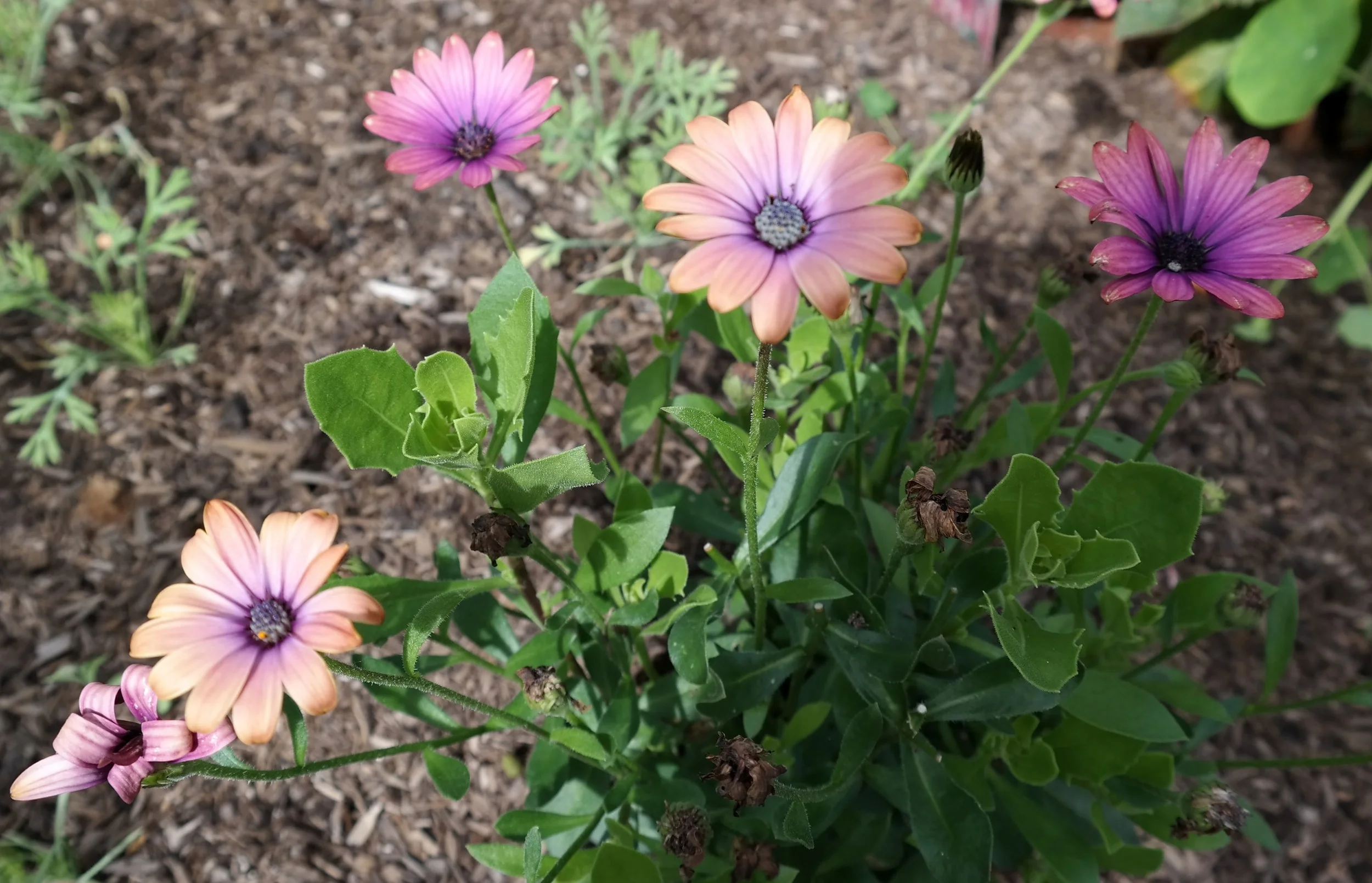 20160709_FairyFlowers.jpg
