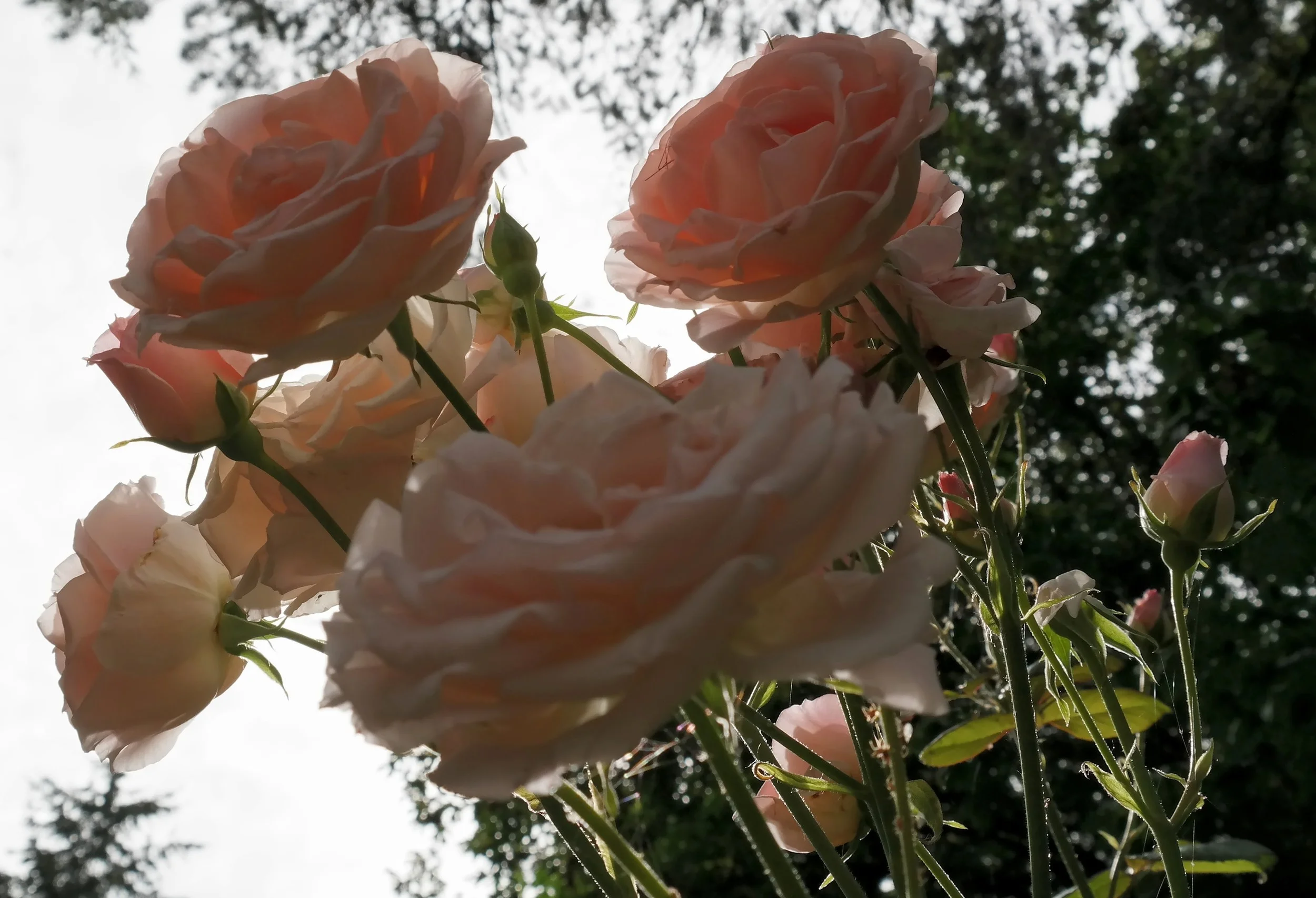 20160709_PinkRoses_1.jpg