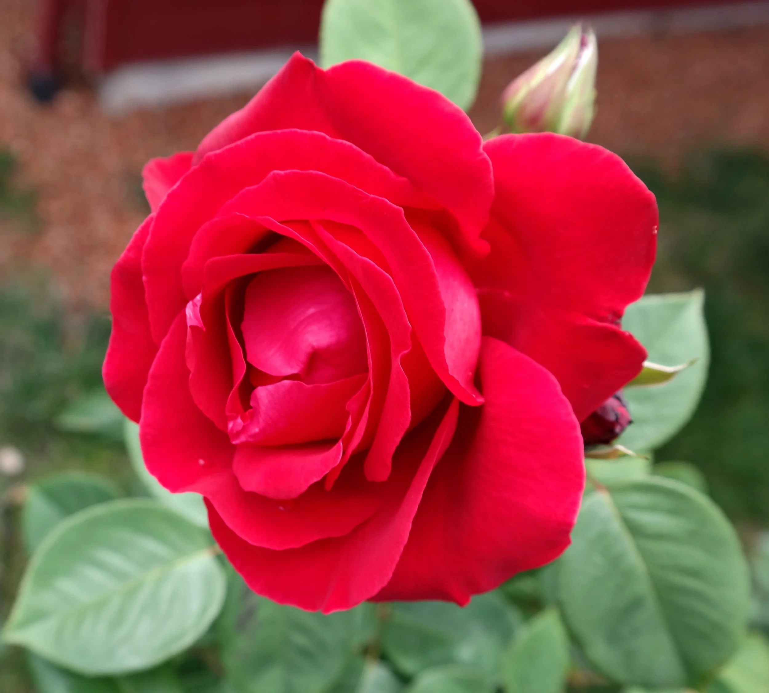 20160709_RedRose.jpg