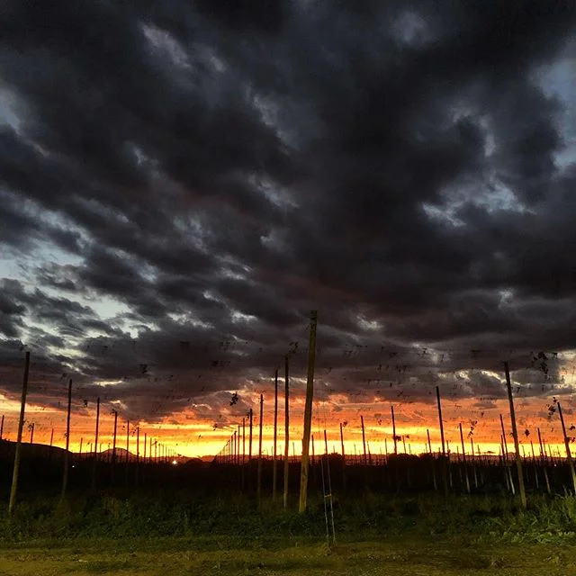 These late harvest sunsets never get old.
#hopharvest2019 #yakimavalley