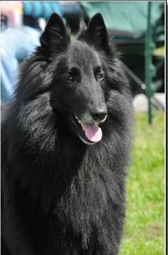 xanova belgian shepherds
