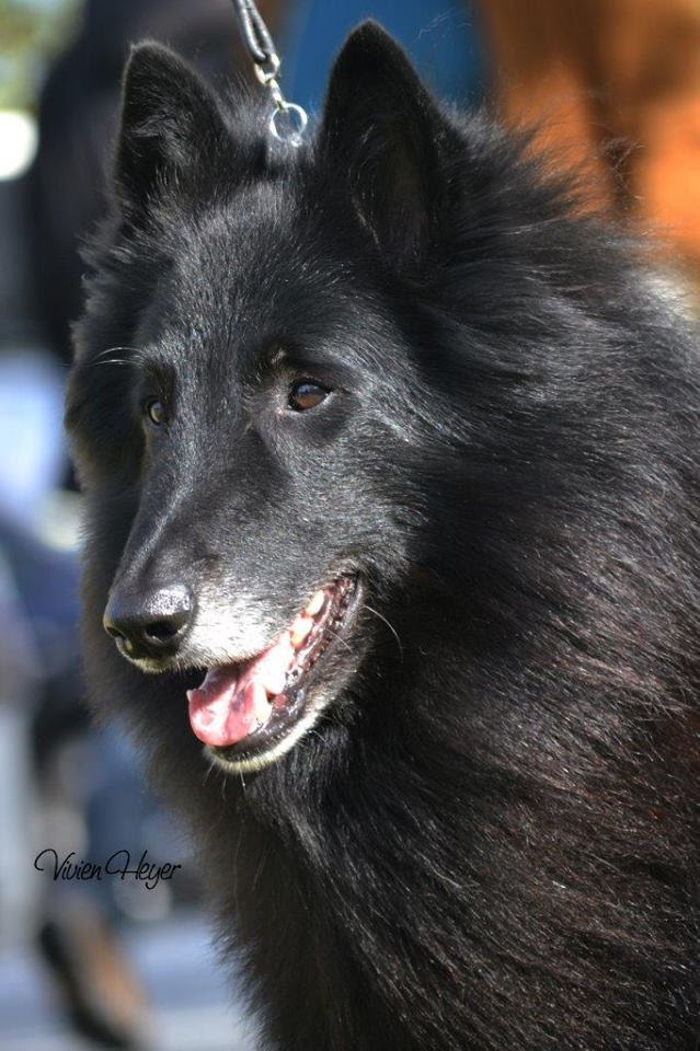 Archie s.r.-pE-UK-Lux-NL-Champ-Xanova-Wolf-Walker.jpg