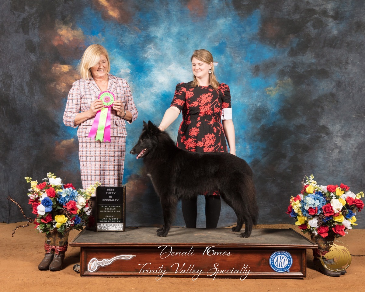 Belgian_Sheepdog_#6_Fri_Best_Puppy_in_Sweeps_Judge_Christine_Klockenbrink_SSR_8605-GlnRse19-HR3-(ZF-8407-02034-1-001).JPG