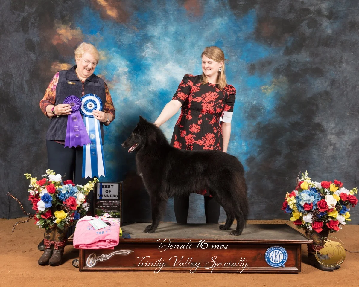 Belgian_Sheepdog_#6_Fri_BOW_WB_Judge_Sharon_Ann_Redmer_SSR_8595-GlnRse19-HR3-(ZF-8407-02034-1-002).JPG