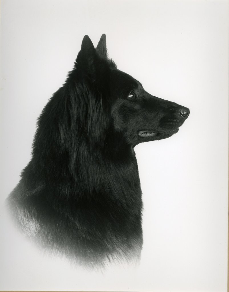 DUCHESS