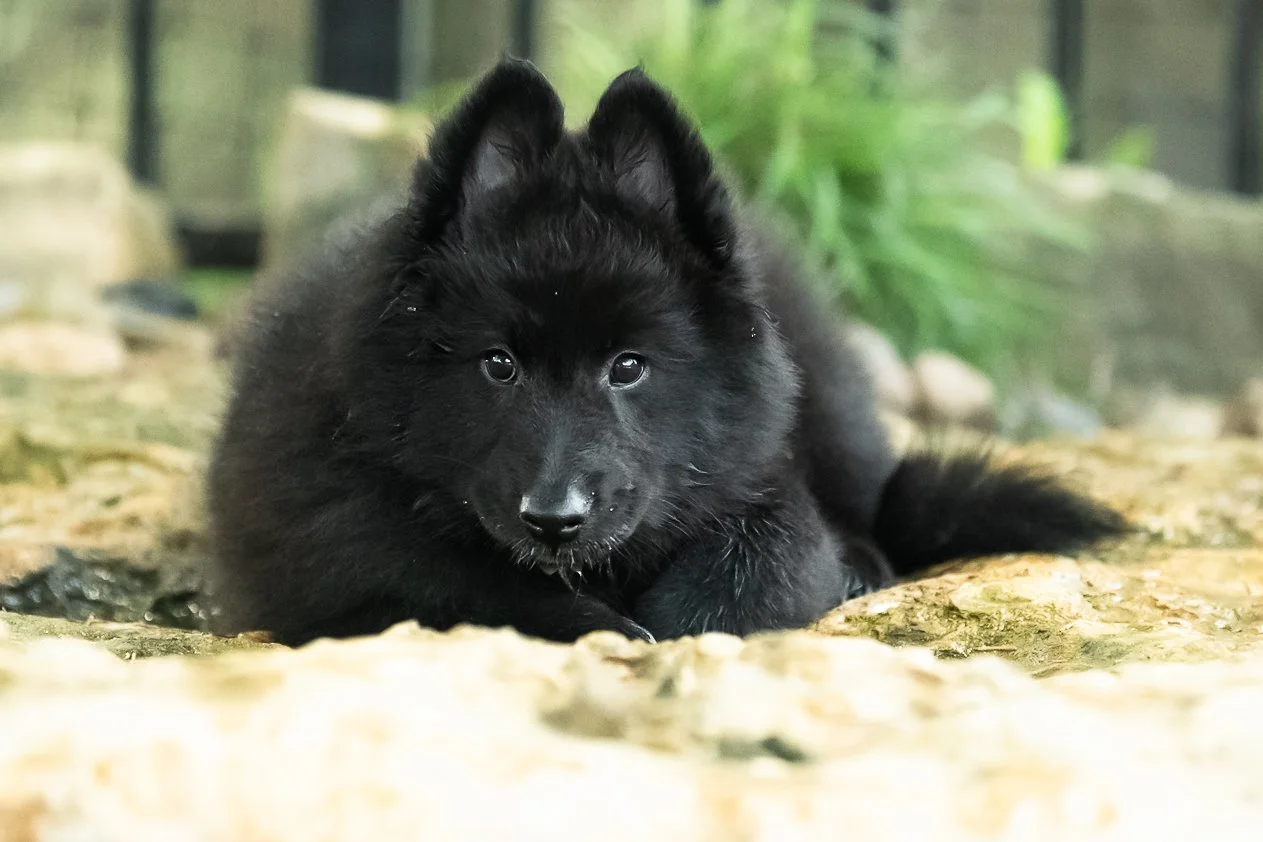 DSC_8485.jpg
