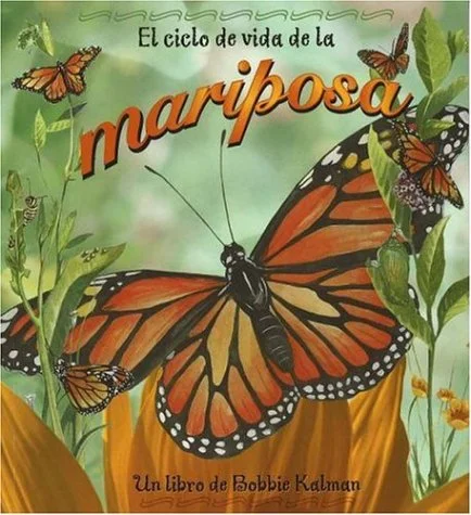 El ciclo de la vida de la mariposa