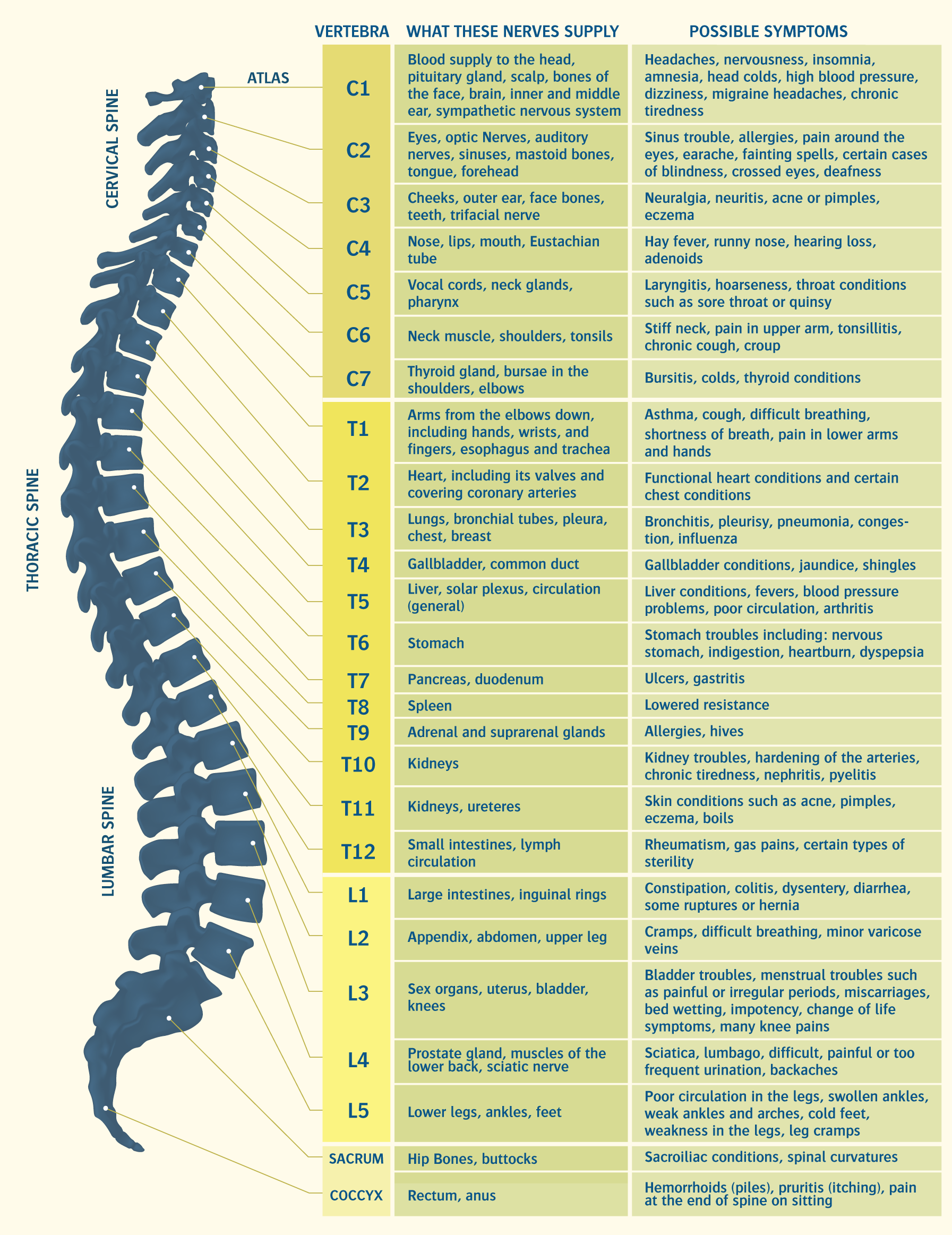 Spinal Nerve Pathways Chart