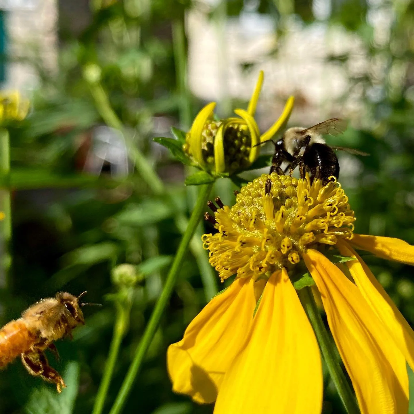 Something in the way 
＾＾
あ\(//&nabla;//)\

\(//&nabla;//)\
\(//&nabla;//)\

あー

#bees #sunflowers #pollinators
#backyardgarden #chicago 
˚✧₊⁎❝᷀ົཽ≀ˍ̮ ❝᷀ົཽ⁎⁺˳✧༚