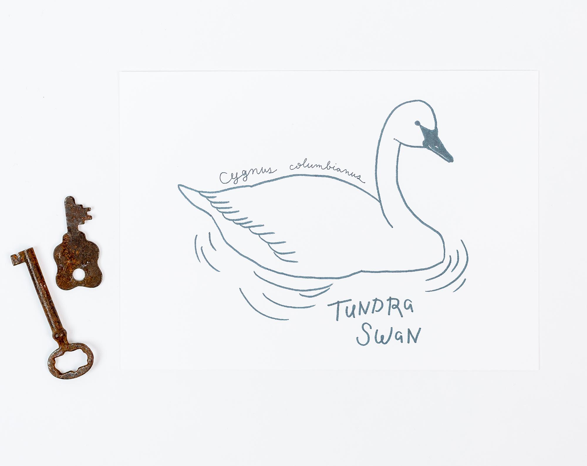 tundra swan art print, 5x7