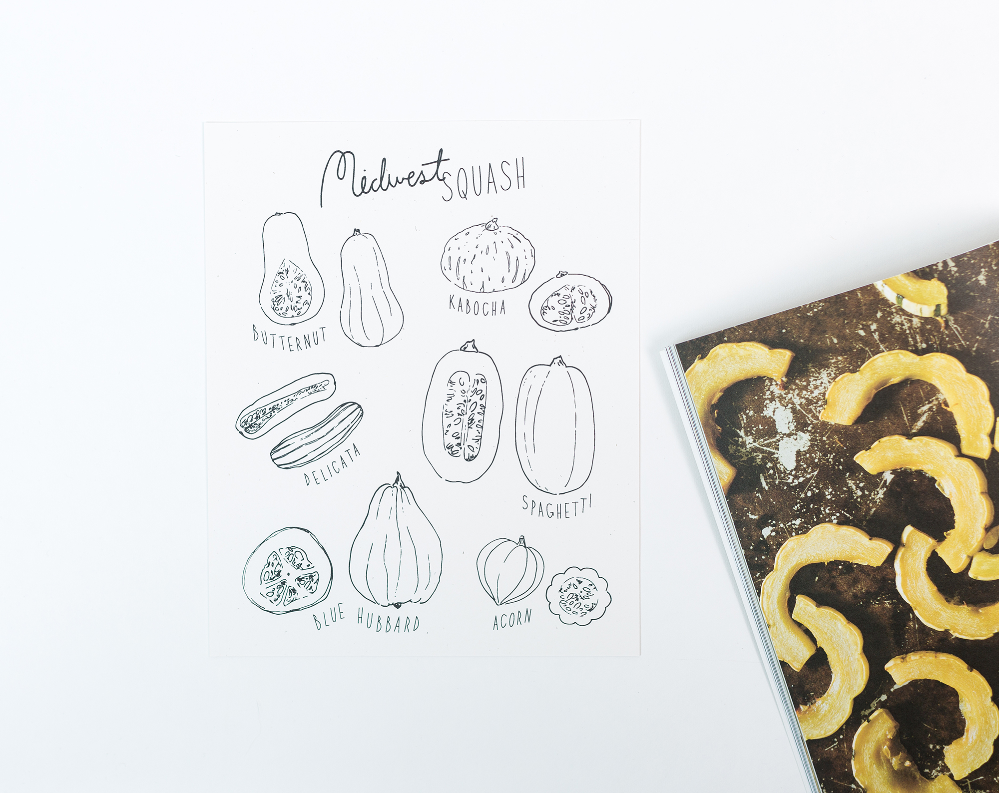 Midwest squash art print, 8x10