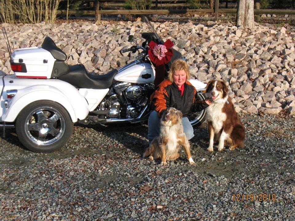 harley trike with dogs