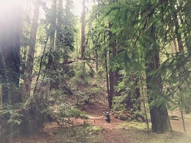 Pre-quarantine Montgomery woods. 2000 year old trees always putting things in perspective 🌎