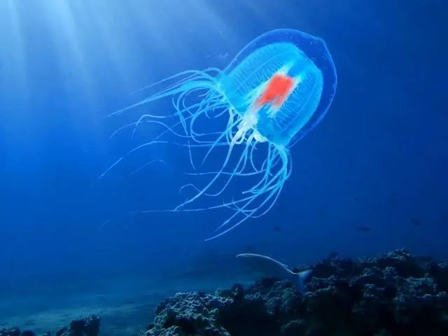 Descubren una especie de medusa capaz de revertir su ciclo de vida y rejuvenecer indefinidamente