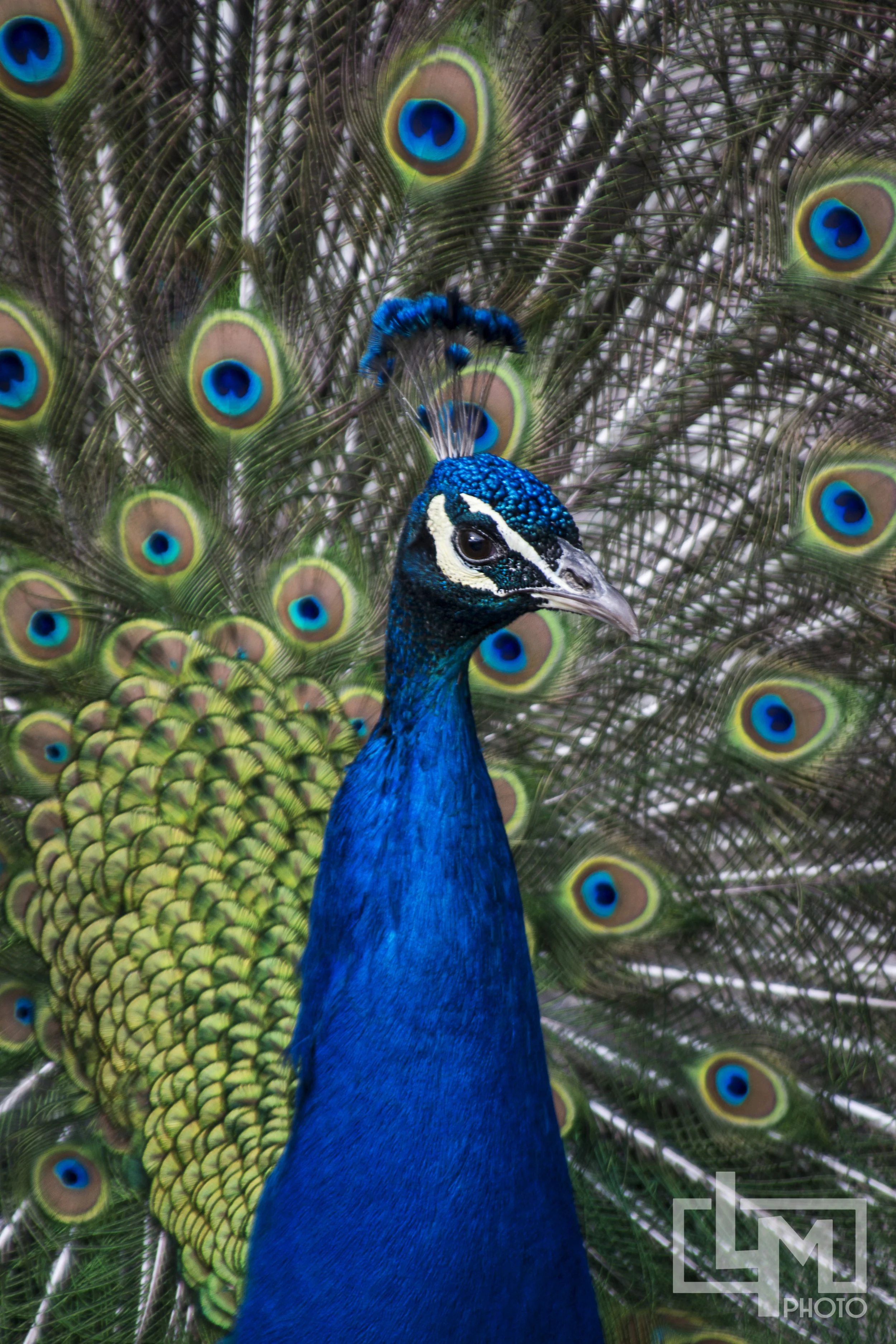 DSC_0272.jpg
