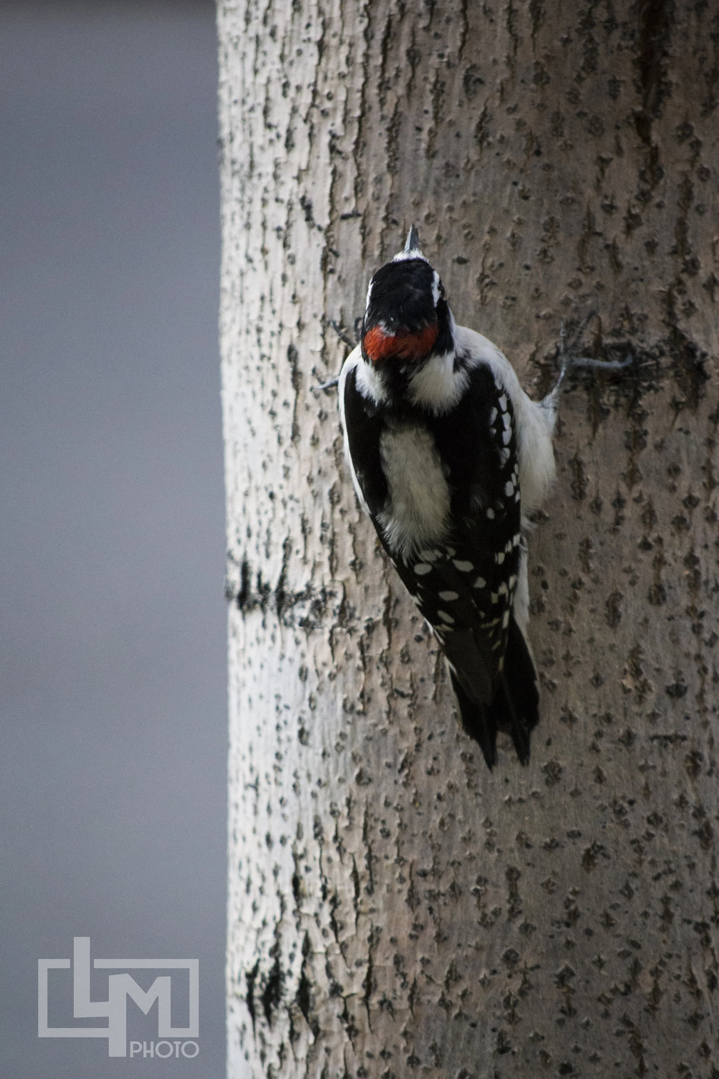 Woodpecker01.jpg
