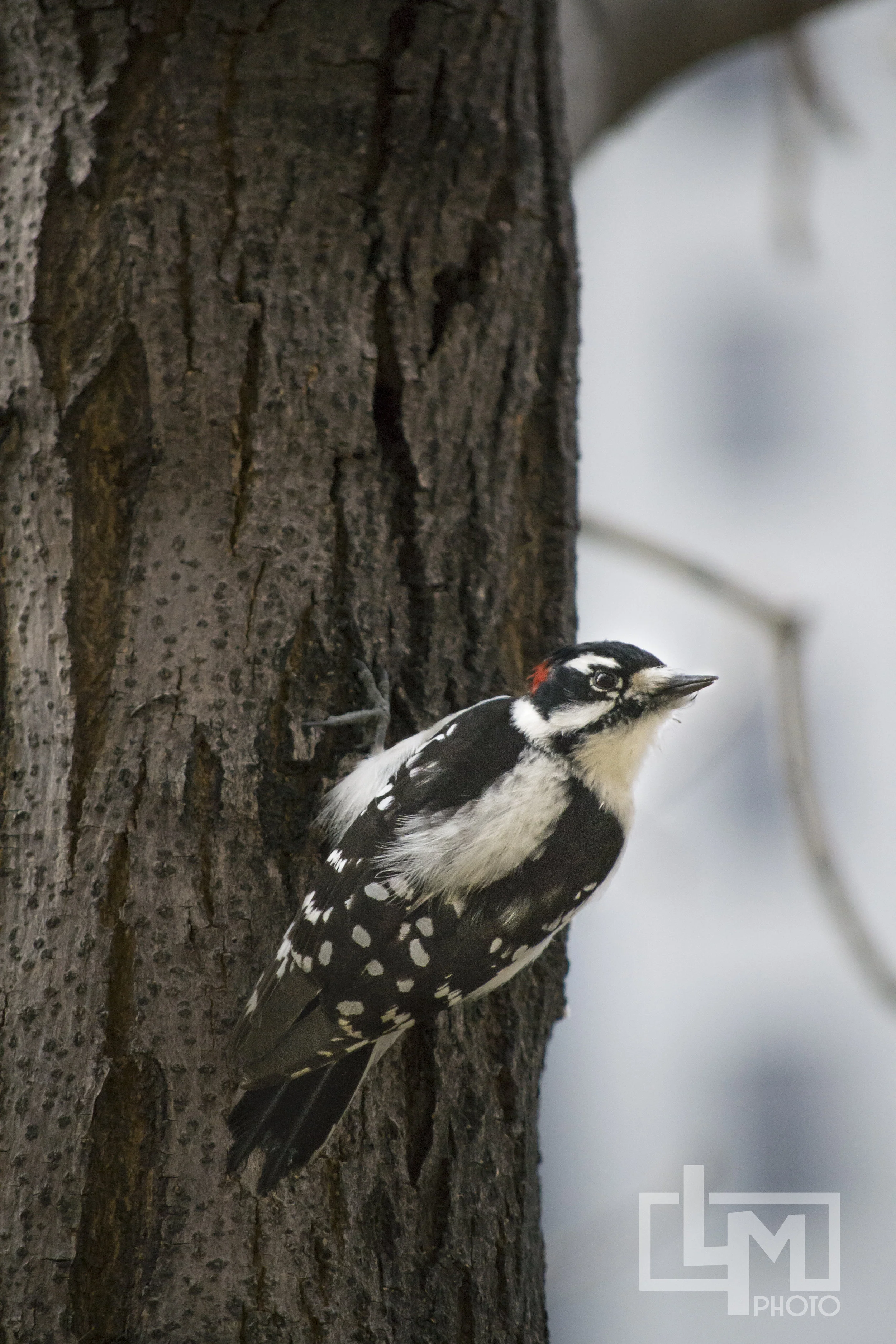 Woodpecker02.jpg